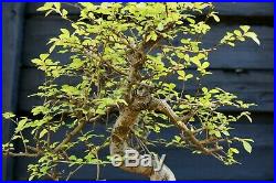 Bonsai Tree Chinese Elm CE12-617B