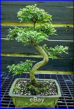 Bonsai Tree Chinese Elm CE-613A