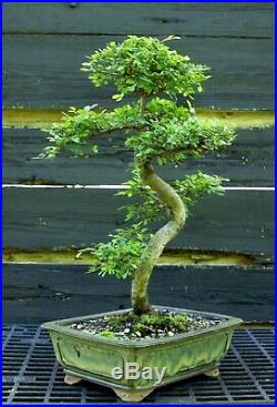 Bonsai Tree Chinese Elm CE-613A