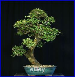 Bonsai Tree Chinese Elm CE-906B