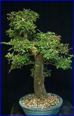 Bonsai Tree Chinese Elm CE-906B