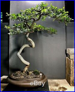 Bonsai Tree Chinese Elm Lace Bark 25 Years From Root Cutting Chinese Pot Chop