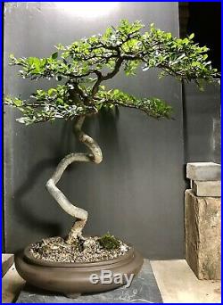 Bonsai Tree Chinese Elm Lace Bark 25 Years From Root Cutting Chinese Pot Chop