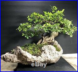 Bonsai Tree Chinese Elm Lace Bark Penjing Style 12 3/4 Tall 30+Year Kurama Pot