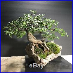 Bonsai Tree Chinese Elm Lace Bark Penjing Style 12 3/4 Tall 30+Year Kurama Pot