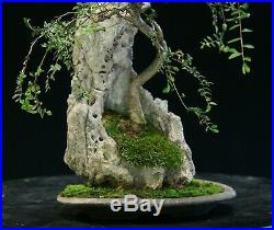 Bonsai Tree Chinese Elm Lacerock Planting CELR-1028