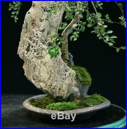 Bonsai Tree Chinese Elm Lacerock Planting CELR-1028