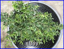 Bonsai Tree Chinese Elm Seiju 12 Years, From Root Cutting 16 1/2 Chop Mark Pot