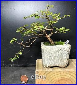 Bonsai Tree Chinese Elm Seiju Cork Bark True Mame 4 Years, 6 Tall, Raku Pot