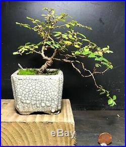 Bonsai Tree Chinese Elm Seiju Cork Bark True Mame 4 Years, 6 Tall, Raku Pot