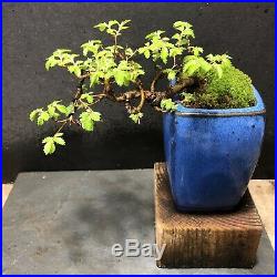 Bonsai Tree Chinese Elm Seiju Cork Bark True Mame 6 Years, 6 Tall, Chinese Pot