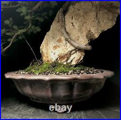 Bonsai Tree Chinese Elm Sekjoju Root Over Rock 16 Tall, Yixing Zisha Pot W Chop