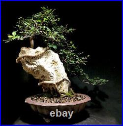 Bonsai Tree Chinese Elm Sekjoju Root Over Rock 16 Tall, Yixing Zisha Pot W Chop