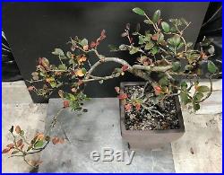 Bonsai Tree Chinese Elm Semi Cascade 12 Tall Yixing Zisha Pot With Chops
