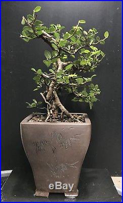 Bonsai Tree Chinese Elm Semi Cascade 12 Tall Yixing Zisha Pot With Chops