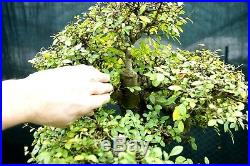 Bonsai Tree Chinese Elm Specimen CEST-1215B