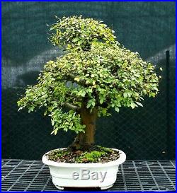 Bonsai Tree Chinese Elm Specimen CEST-1215B