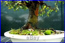 Bonsai Tree Chinese Elm Specimen CEST-1215C