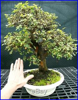 Bonsai Tree Chinese Elm Specimen CEST-1215C