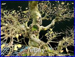 Bonsai Tree Chinese Elm Specimen CEST-1216