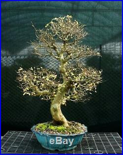 Bonsai Tree Chinese Elm Specimen CEST-1216