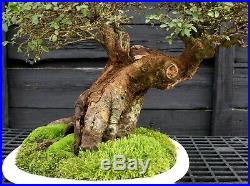 Bonsai Tree Chinese Elm Specimen CEST-202