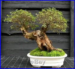 Bonsai Tree Chinese Elm Specimen CEST-202