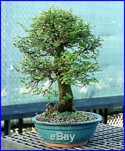 Bonsai Tree Chinese Elm Specimen CEST-422A