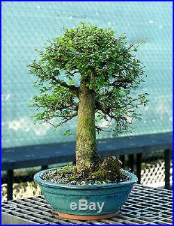 Bonsai Tree Chinese Elm Specimen CEST-422A
