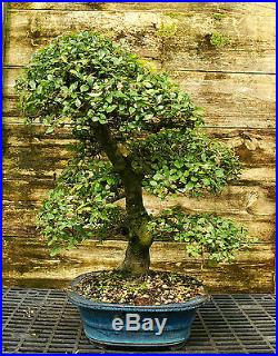 Bonsai Tree Chinese Elm Specimen CEST-510A