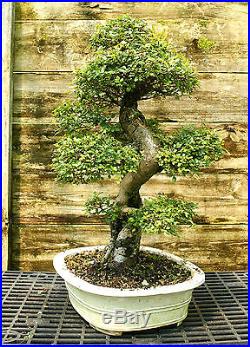 Bonsai Tree Chinese Elm Specimen CEST-510K
