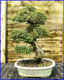 Bonsai Tree Chinese Elm Specimen CEST-510K
