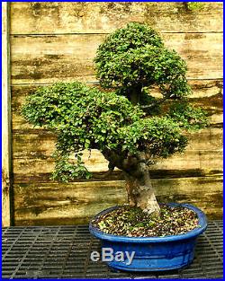 Bonsai Tree Chinese Elm Specimen CEST-518A