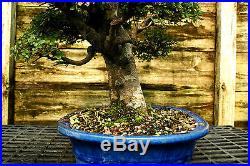 Bonsai Tree Chinese Elm Specimen CEST-518A