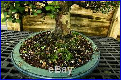 Bonsai Tree Chinese Elm Specimen CEST-518B