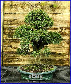 Bonsai Tree Chinese Elm Specimen CEST-518B