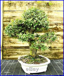 Bonsai Tree Chinese Elm Specimen CEST-518C