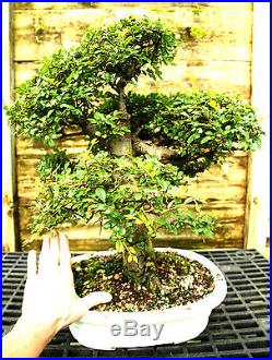 Bonsai Tree Chinese Elm Specimen CEST-518C