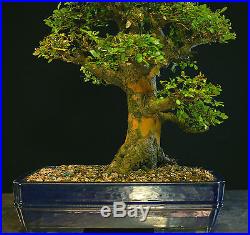 Bonsai Tree Chinese Elm Specimen CEST-702A