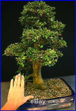 Bonsai Tree Chinese Elm Specimen CEST-702A