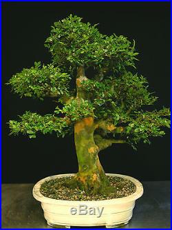 Bonsai Tree Chinese Elm Specimen CEST-702C