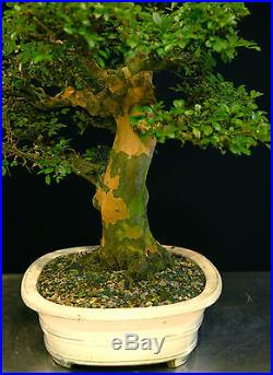 Bonsai Tree Chinese Elm Specimen CEST-702C