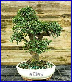 Bonsai Tree Chinese Elm Specimen CEST-815A