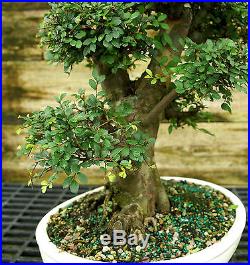 Bonsai Tree Chinese Elm Specimen CEST-815A