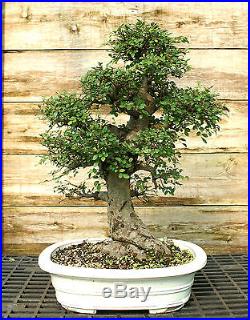 Bonsai Tree Chinese Elm Specimen CEST-831B