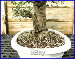 Bonsai Tree Chinese Elm Specimen CEST-831B