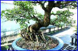 Bonsai Tree Chinese Elm Specimen CEST-915A