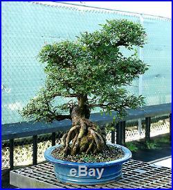 Bonsai Tree Chinese Elm Specimen CEST-915A