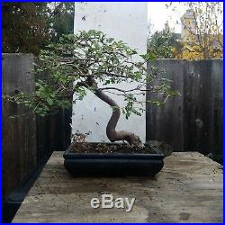 Bonsai Tree Chinese Elm Ulmus Specimen Styled Movement JaysBonsaiTrees