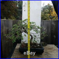 Bonsai Tree Chinese Elm Ulmus Specimen Styled Movement JaysBonsaiTrees